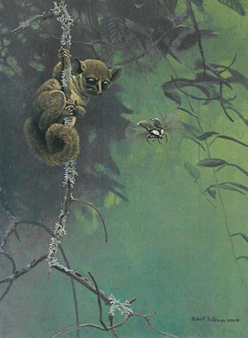 Bush Baby And Beetle