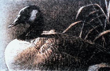 Canada Goose