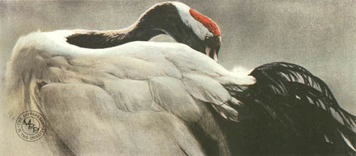 Ceremonial Pose Red Crowned Crane
