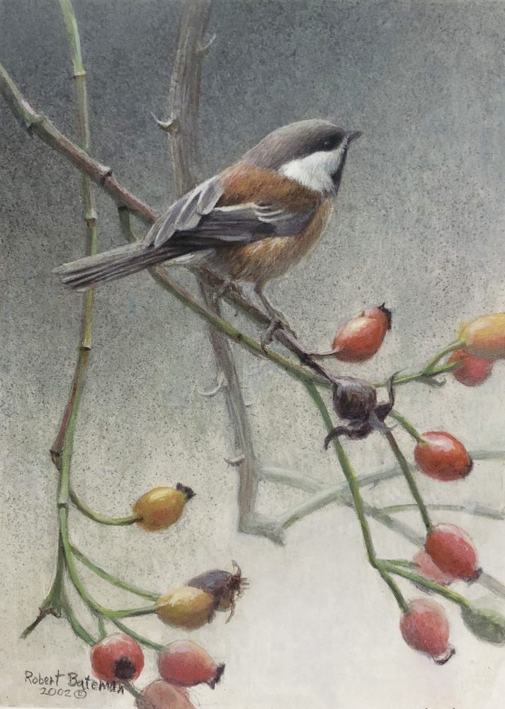 Chickadee And Rosehips