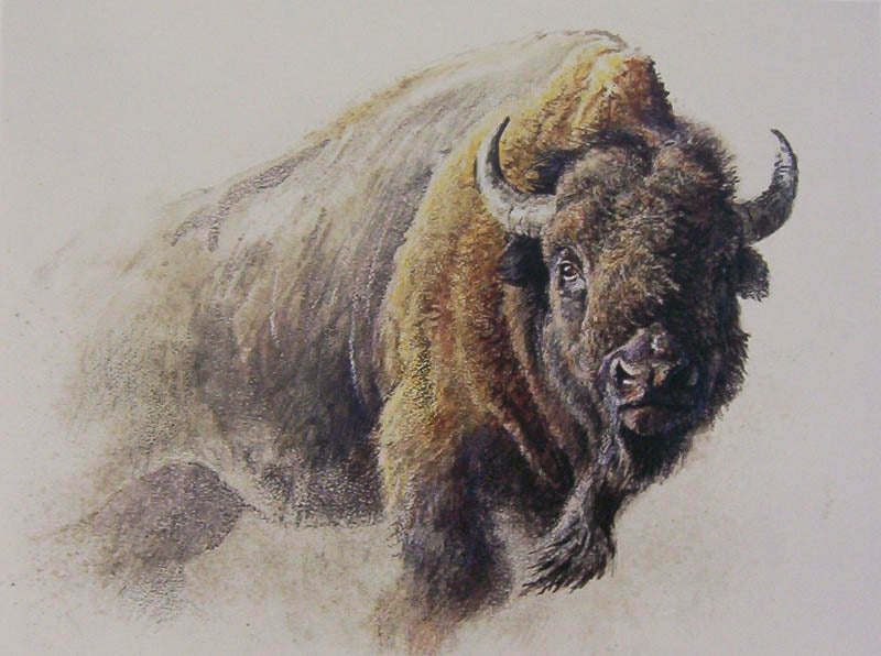 Chief - American Bison (1998)