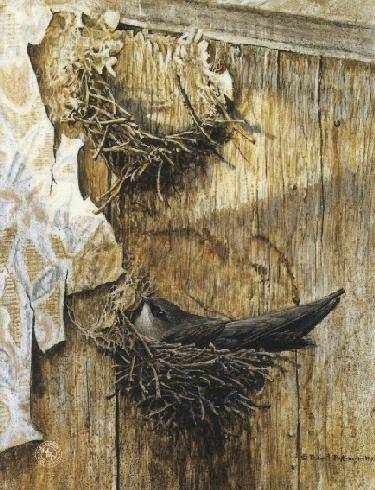 Chimney Swift On Nest
