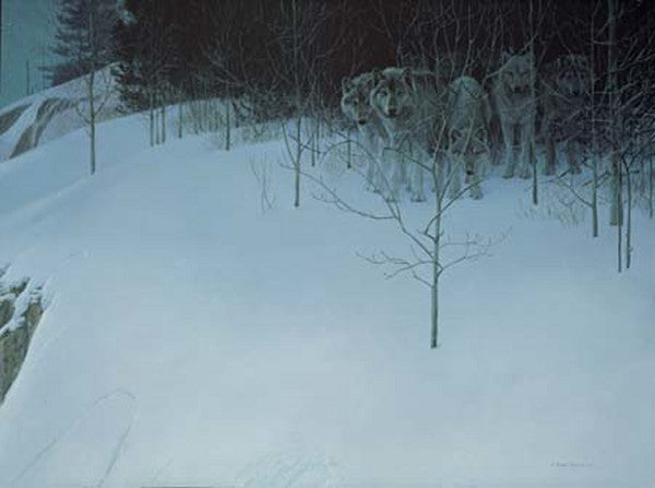 Clear Night Wolves (1981)