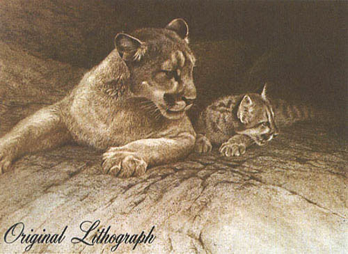 Cougar and Kit