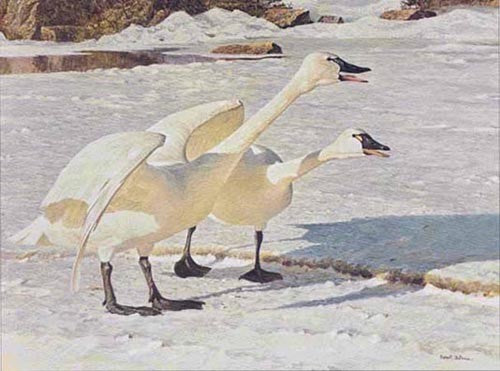 Courting Pair Whistling Swans