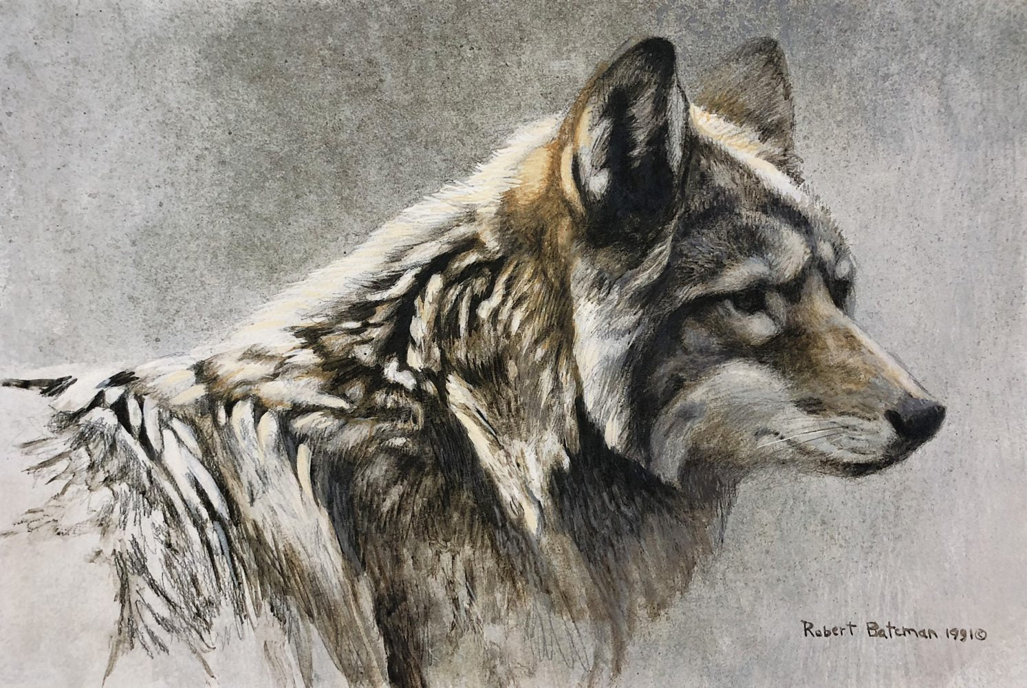 Coyote Head Study