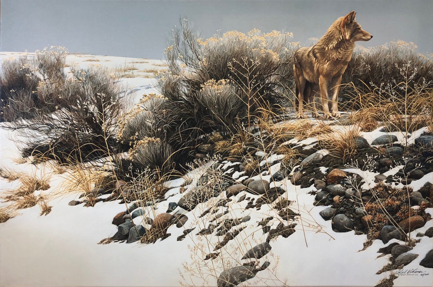 Coyote In Winter Sage