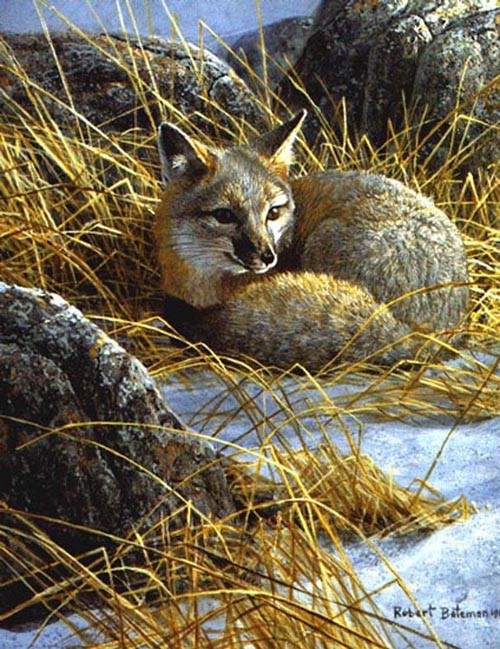 Curled Up Swift Fox
