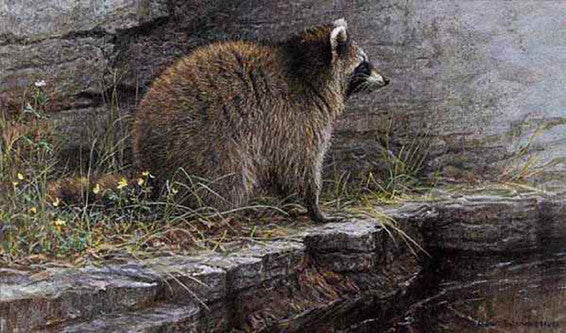 Distant Danger Raccoon
