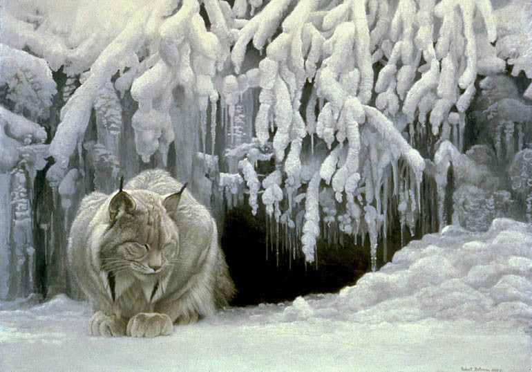 Dozing Lynx