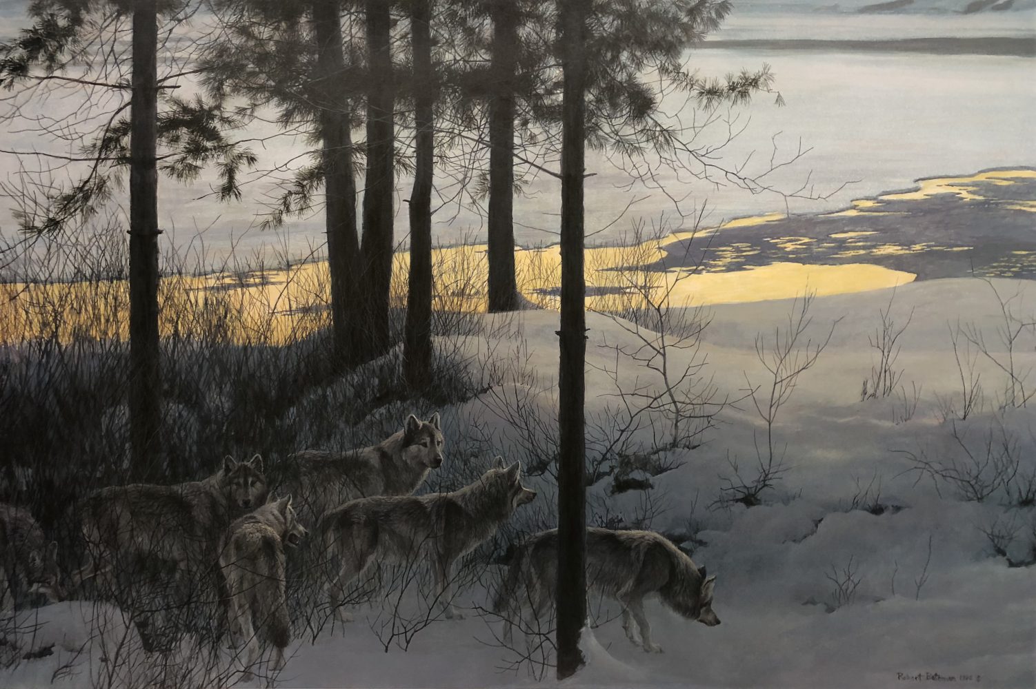 Edge Of Night Timber Wolves