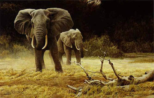 Elephant Cow and Calf
