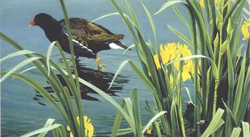 Gallinule Family