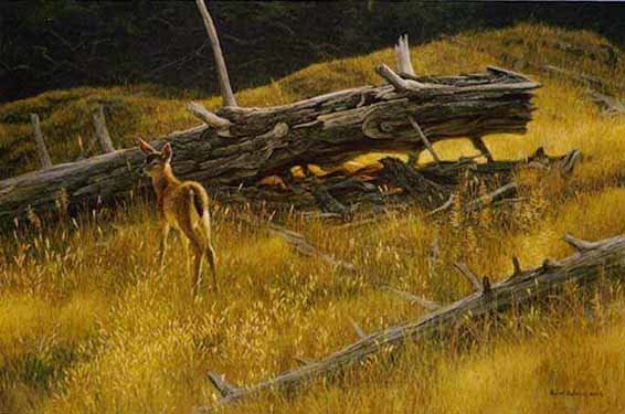 Golden Light Blacktailed Fawn
