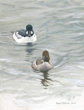 Goldeneye Pair