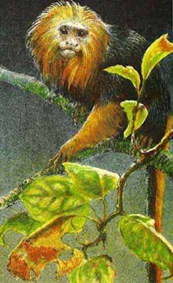 Goldenheaded Lion Tamarin