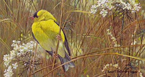 Goldfinch In The Meadow