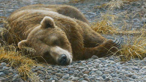 Grizzly At Rest