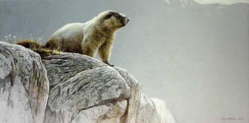 Hoary Marmot