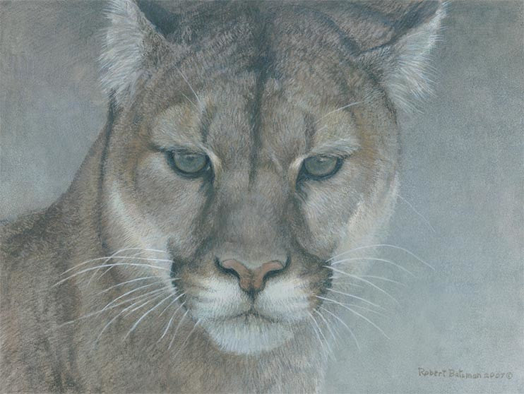 Intent Cougar