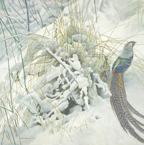 Lady Amhearst - Pheasant