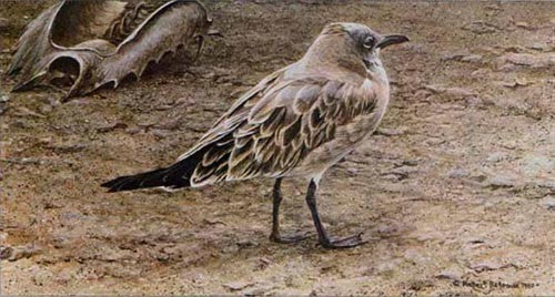 Laughing Gull And Horseshoe Crab