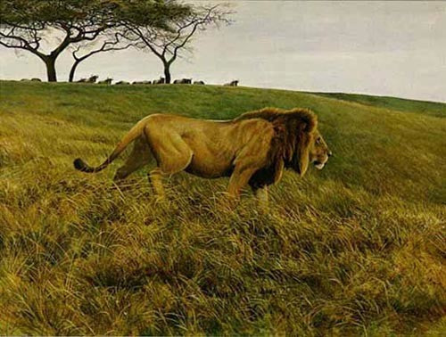 Lion And Wildebeest