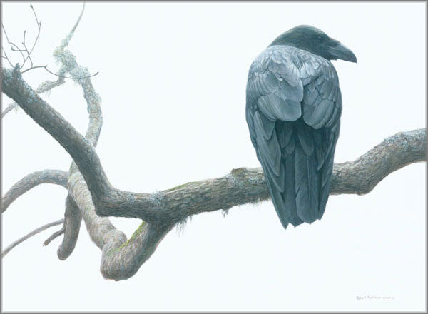 Lone Raven
