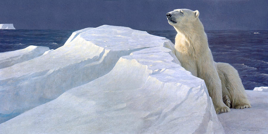 Long Light Polar Bear