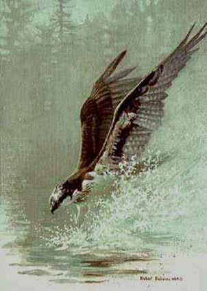 Lunging Osprey
