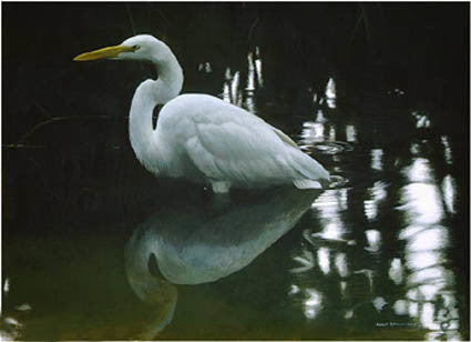 Mangrove Shadow Common Egret