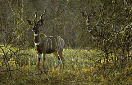 Meru Dusk Lesser Kudus
