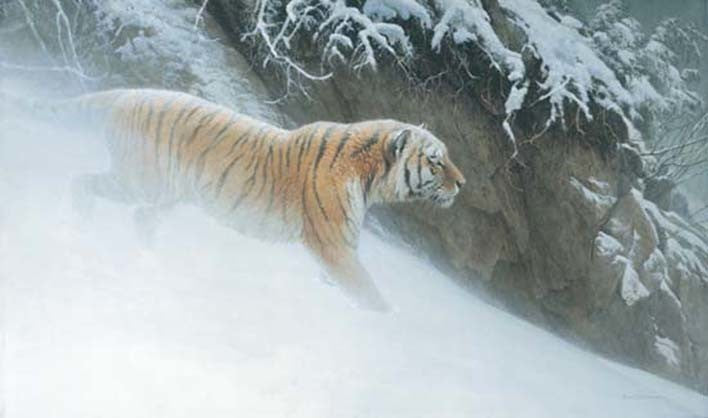 Momentum - Siberian Tiger