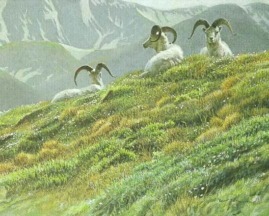 Mountain Meadow Dall Sheep