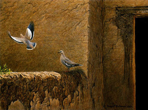 Old Adobe White Winged Doves