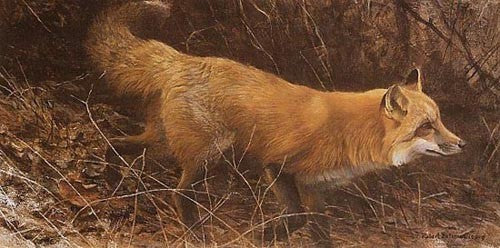 On The Move - Red Fox