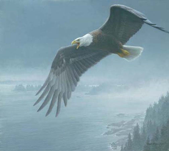 On The Wing - Bald Eagle