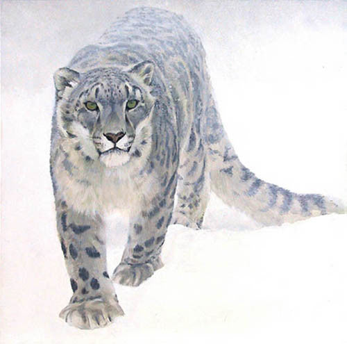 Out Of The White - Snow Leopard