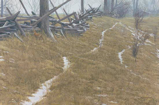 Pasture Trails - Red Fox