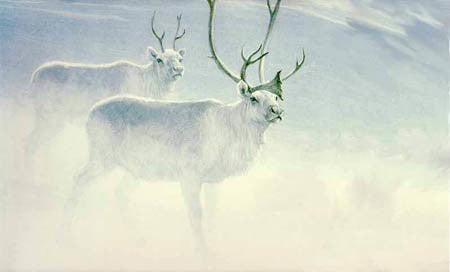 Peary Caribou