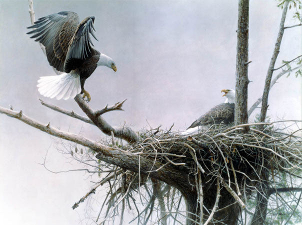 Return Bald Eagle Pair