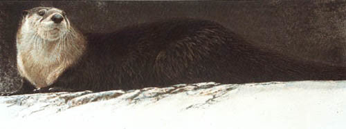 River Otter