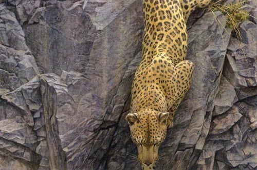 Rockface Descent