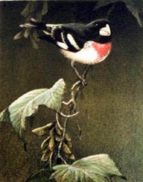 Rose Breasted Grosbeak