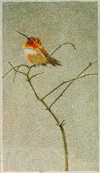 Rufus Hummingbird