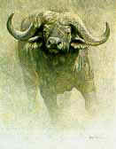 Sappi African Buffalo