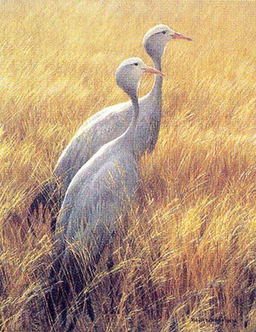 Sappi Blue Cranes