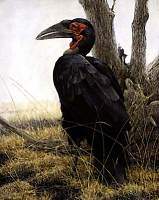 Sappi Ground Hornbill