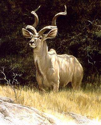 Sappi Kudu
