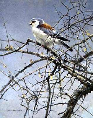Sappi Pygmy Falcon